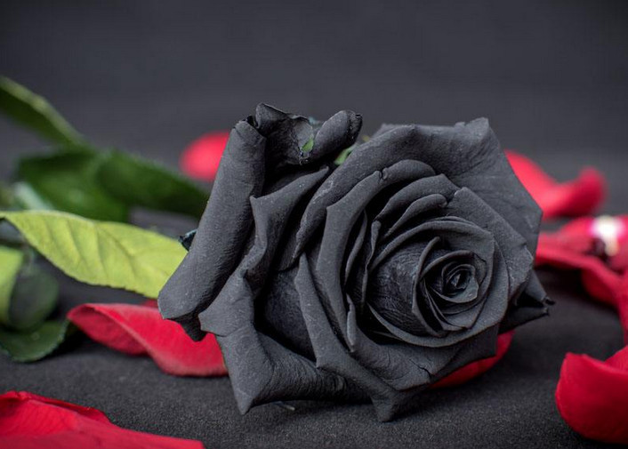 心理学:凭直觉选出一朵黑玫瑰,测你日后结婚的年龄