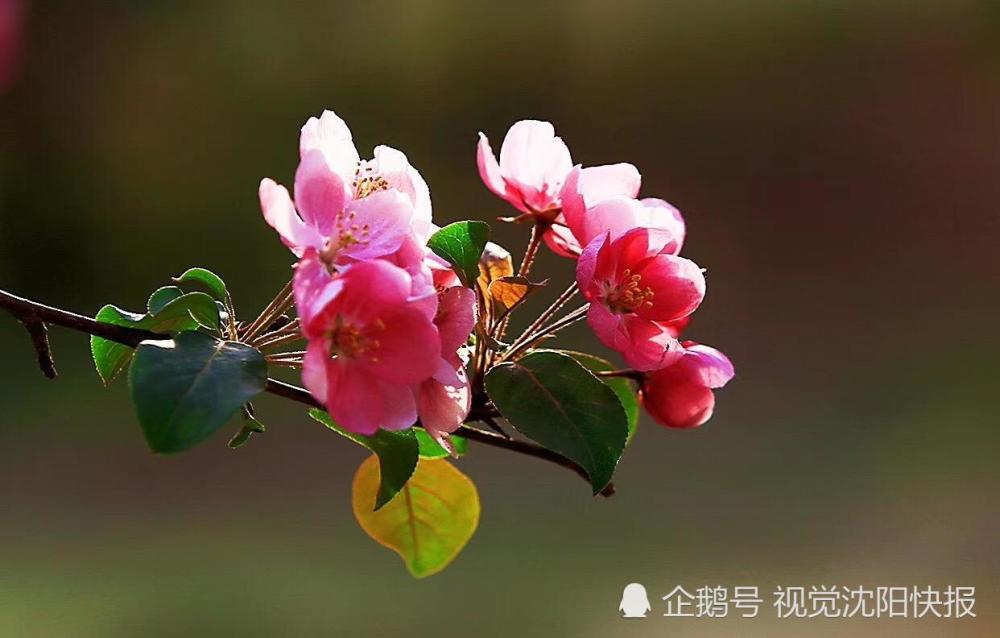 2019年4月25日,辽宁省沈阳市,浑河长白岛公园 海棠花绽放吸引游人赏花