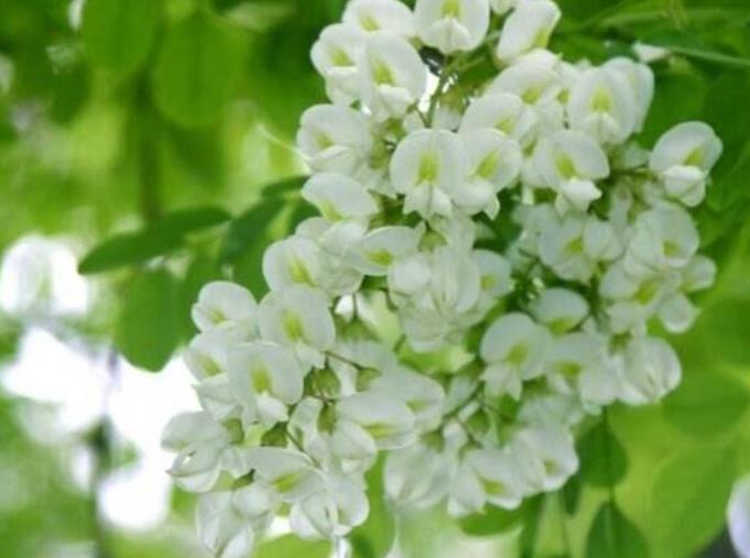 槐花,刺槐,槐树,果实