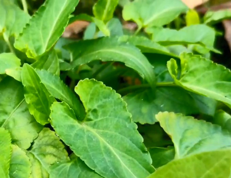 植物,叶子,药材,野菜,紫花地丁