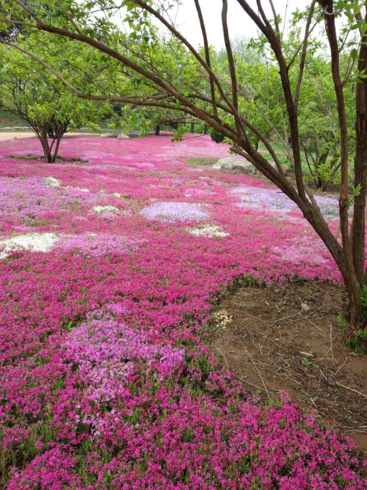 濯村植物园鲜花铺满大地.