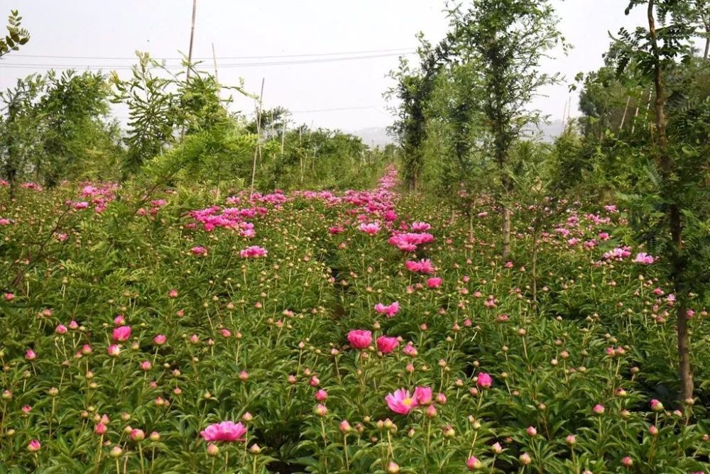 4月27日,一起赴芍药花海之约