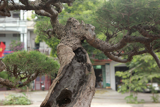 这个木麻黄盆景的树干像浮木一样粗糙,树核的一部分在树干内留下了一