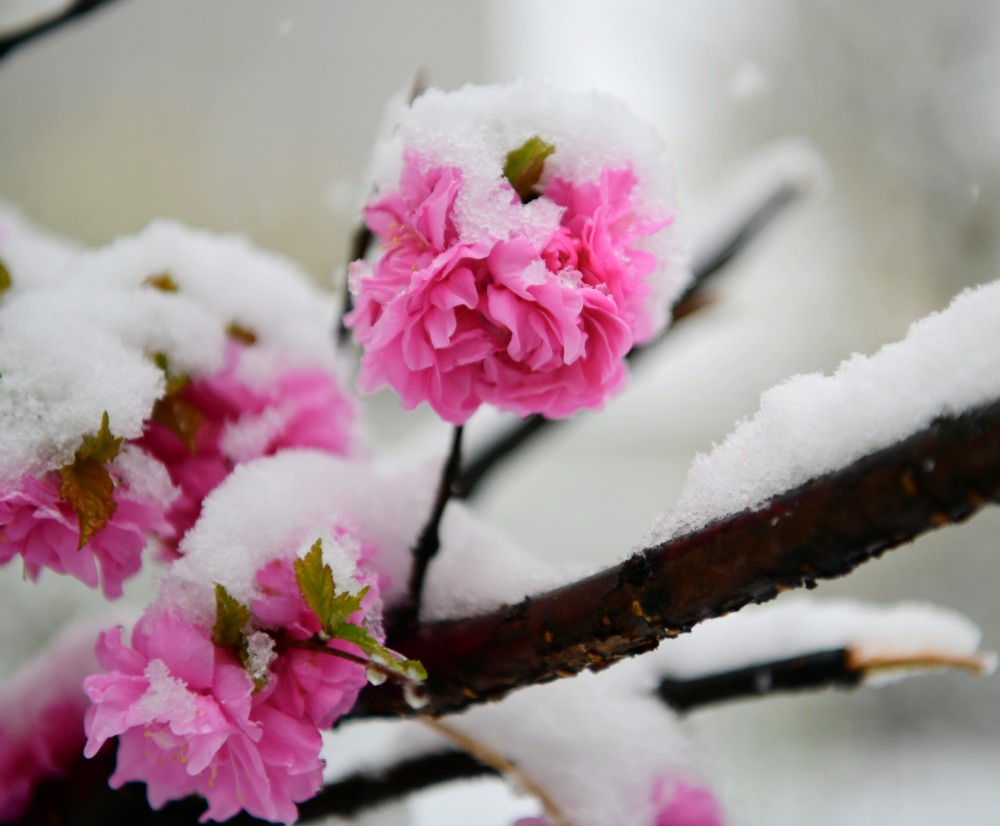 塞上小镇乌丹,春天里雪与花的邂逅