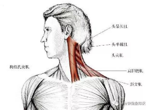 这个动作可以拉伸到胸锁乳突肌,头半棘肌,头最长肌,头夹肌