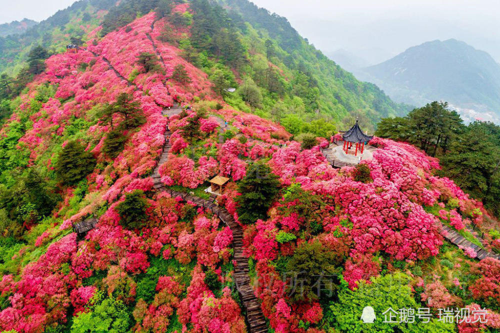 五一好去处:岭上开遍哟,映山红,人间四月天,快来麻城看杜鹃!