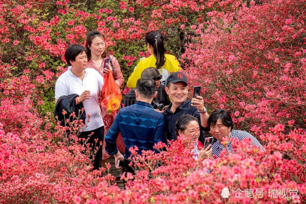 五一前夕,麻城龟峰山的杜鹃花盛开,把整个山岭都染红了.