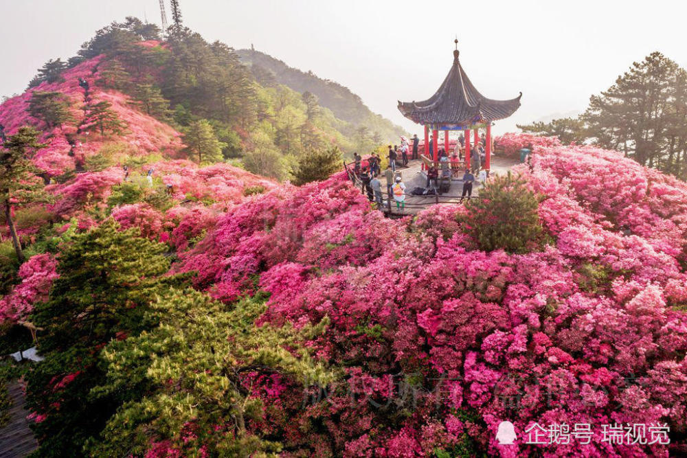 五一好去处:岭上开遍哟,映山红,人间四月天,快来麻城看杜鹃!