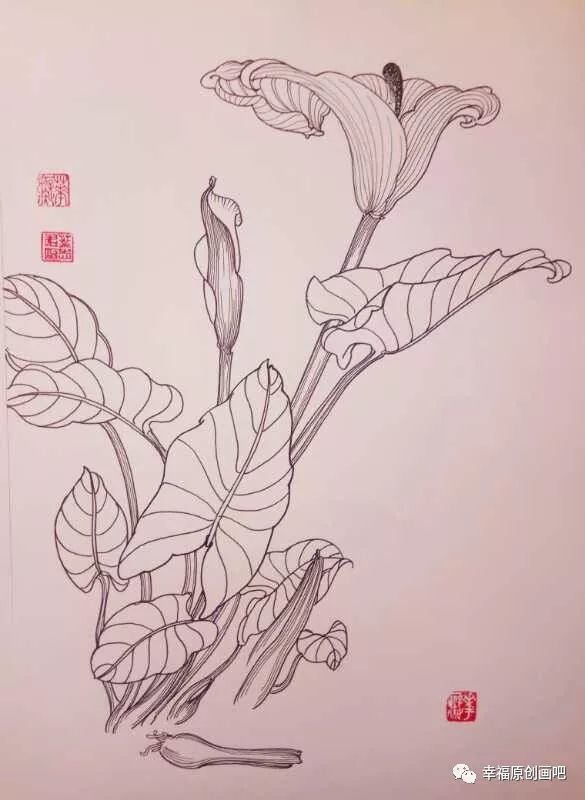 21,叶志军的钢笔画九百八十七——马蹄莲(中性笔白描花卉习作)