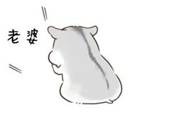 小仓鼠老婆表情包:说了多少次了,要听老婆的话!