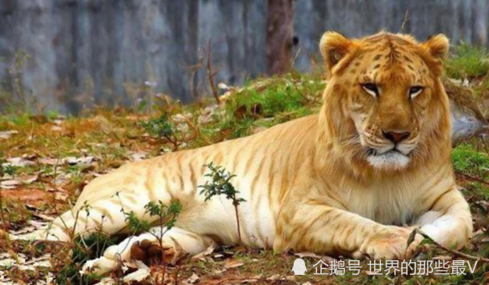 从狮虎兽和虎狮兽就可以看出来,雄狮的基因比老虎的基因强大?