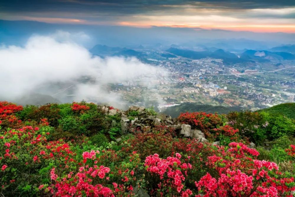 杜鹃花海,杜鹃花,丹寨,高山,万达集团,海洋,龙泉山