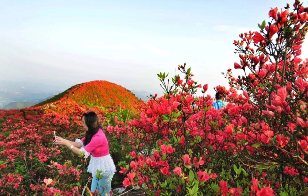 杜鹃花海,杜鹃花,丹寨,高山,万达集团,海洋,龙泉山