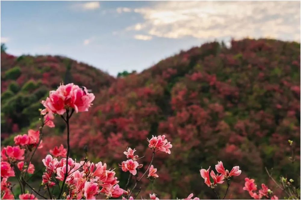 杜鹃花海,杜鹃花,丹寨,高山,万达集团,海洋,龙泉山