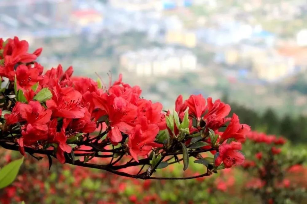 龙泉山杜鹃花海高清无码大图奉上,看完定让你大呼过瘾,五一假期来游