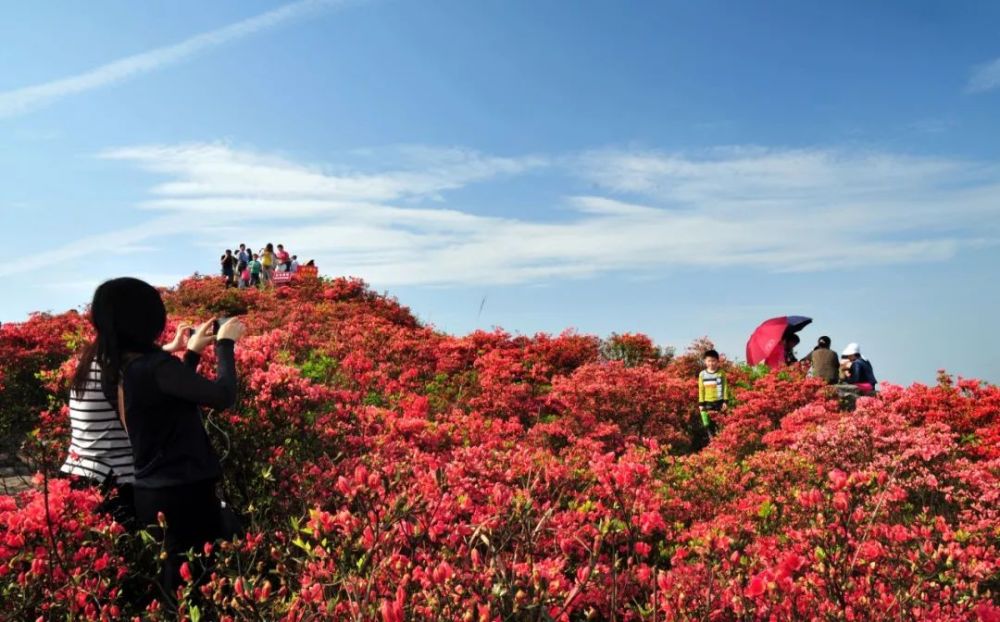 杜鹃花海,杜鹃花,丹寨,高山,万达集团,海洋,龙泉山