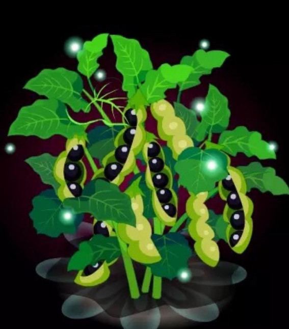 3,黑豆 众所周知,豆类食物是含有植物雌激素的,植物雌激素可以调节
