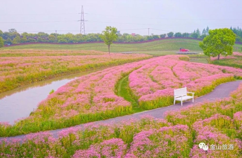 200亩满天星迎来盛花期,一起来粉色天堂做个梦!