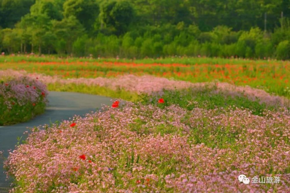 暮春时节迎来盛花期 暮春时节的花开海上 200亩满天星花海迎来盛花期