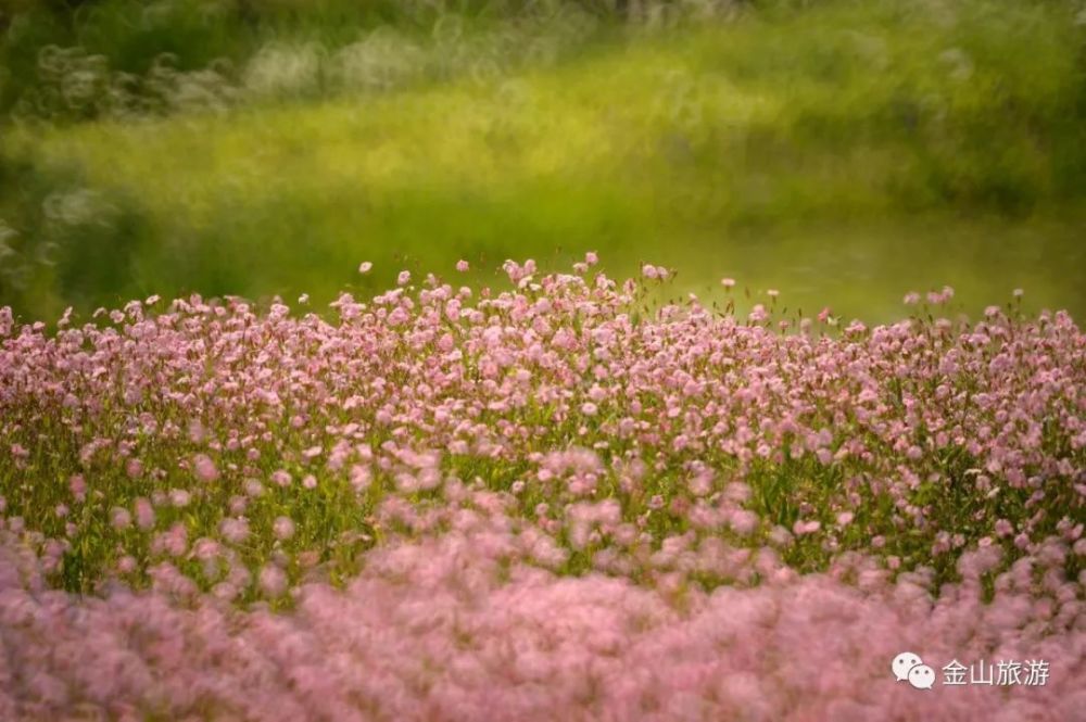 200亩满天星花海迎来盛花期 一片又一片的粉梦花海 星星点点布满花海