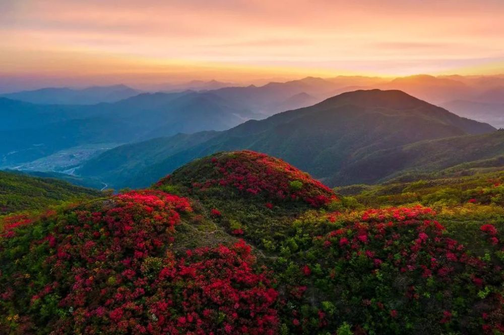 狮子山红了!大杭州这片千亩杜鹃花海惊艳盛放!