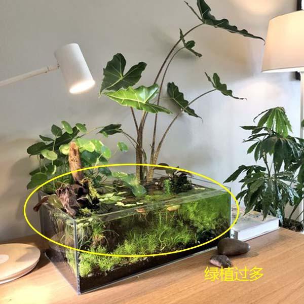 绿植,植物,水培,鱼缸,生活