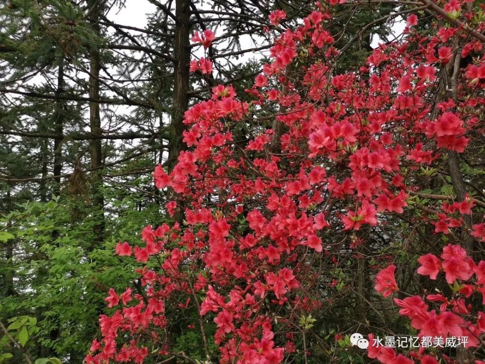 杜鹃花又名映山红,被誉为"花中西施",人间最美四月天,山间的杜鹃花开