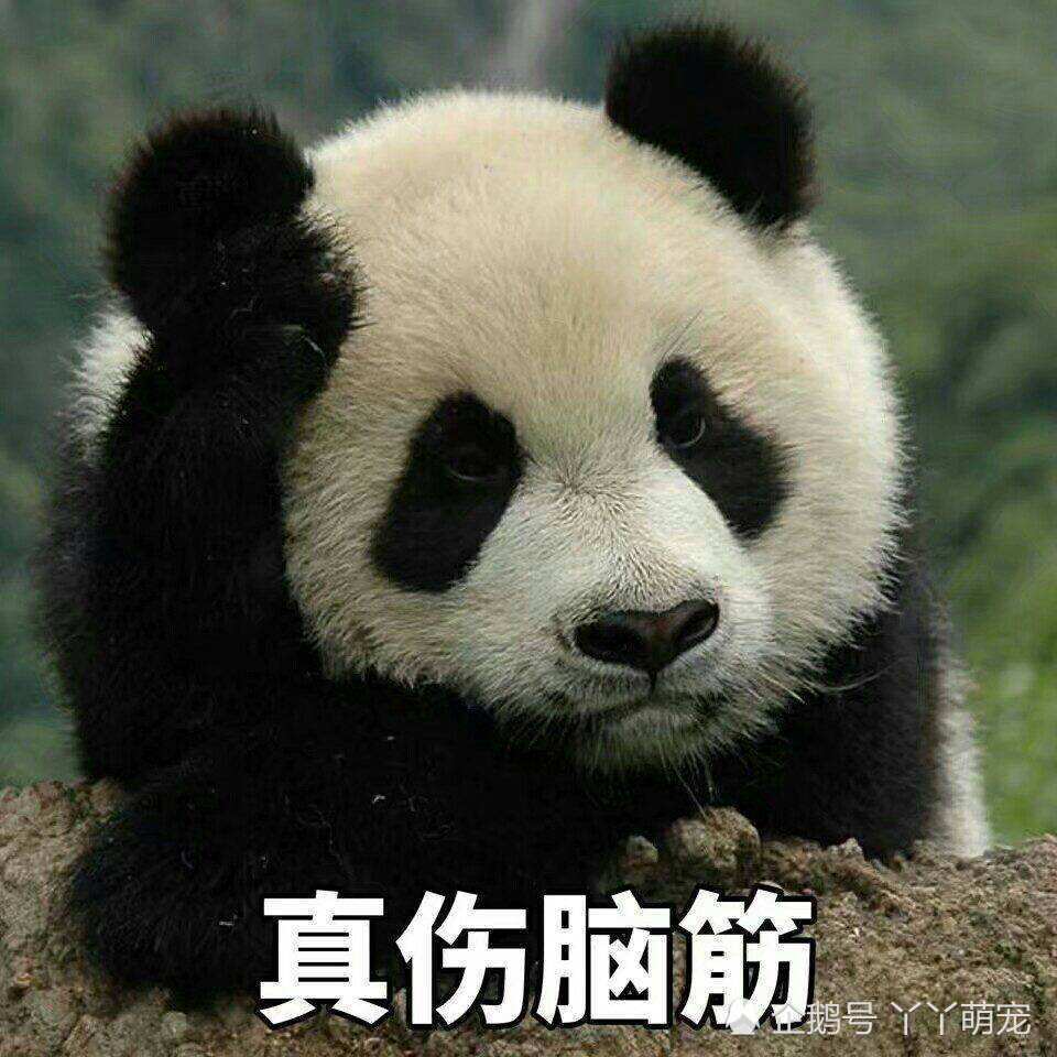 这只拍照"卖萌"的熊猫火了!饲养员:为了臭美,让我拍了