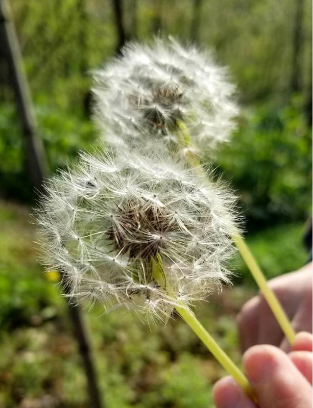 我拍到了蒲公英的样子,好幸运