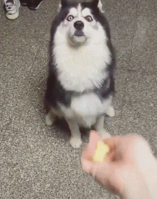 gif,二哈,骗狗,熊孩子,游戏