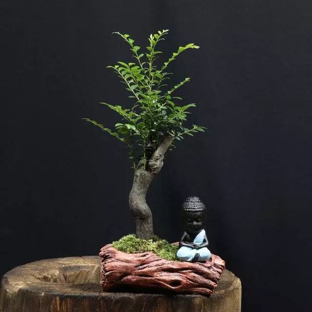 养盆景选这3种,寓意好能招财,养2盆就算"有钱人"