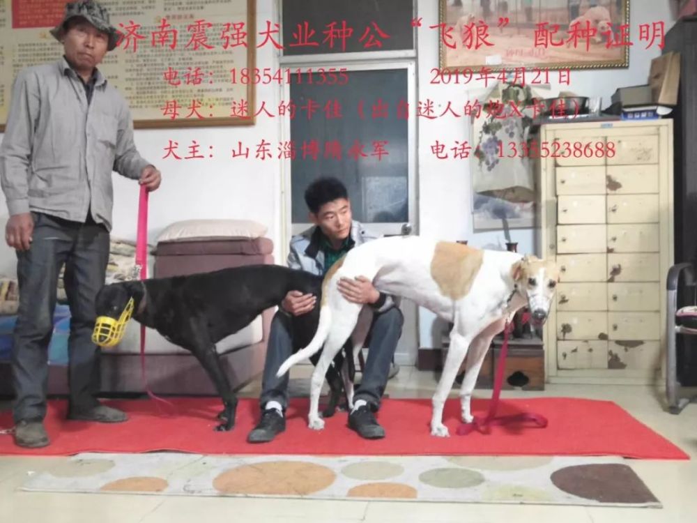 济南震强犬业种公"飞狼"与山东淄博隋永军的"迷人的卡佳"配种证明