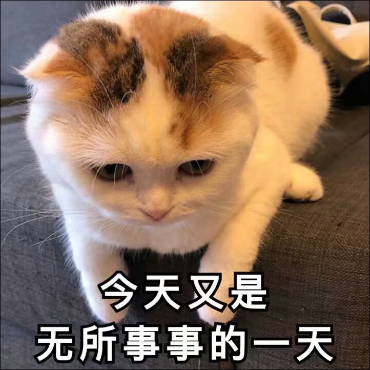 超萌的"猫咪"表情包,你看我这怀疑人生的小眼神