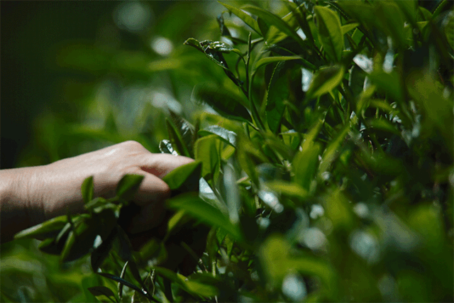 疫情,普洱茶,易武,岩茶