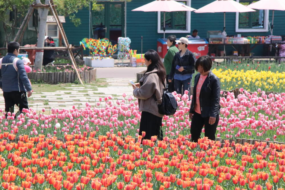 来滨州秦皇河畔相约郁金香花海