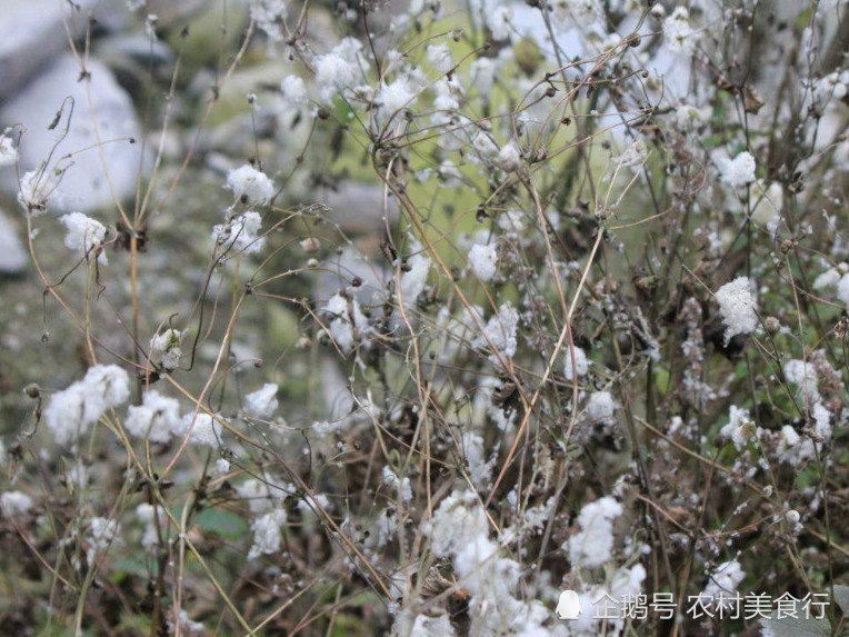 生长在山坡上的"野棉花"现如今是一味珍贵的草药,见到