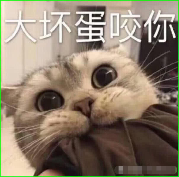 超萌的 猫咪生气 表情包 你若安好 那还得了 看点快报