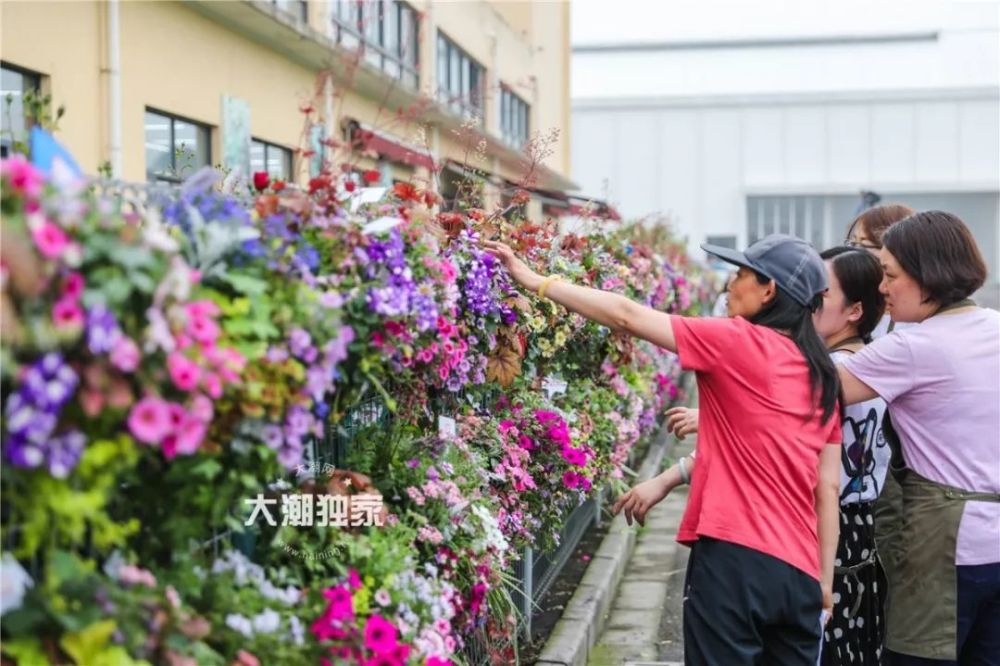 这个标志性水景位于海宁国际花卉城入口 这个水景在建成后将长期维护