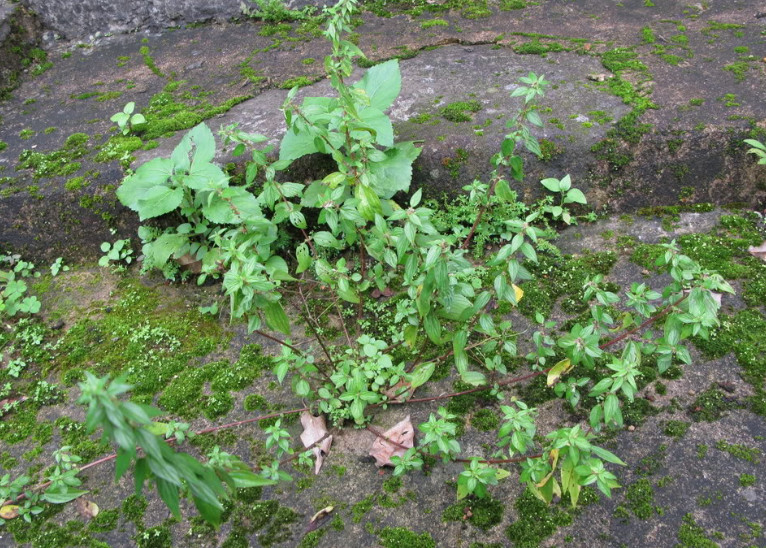 植物,叶子,脚气,营养价值,雾水葛