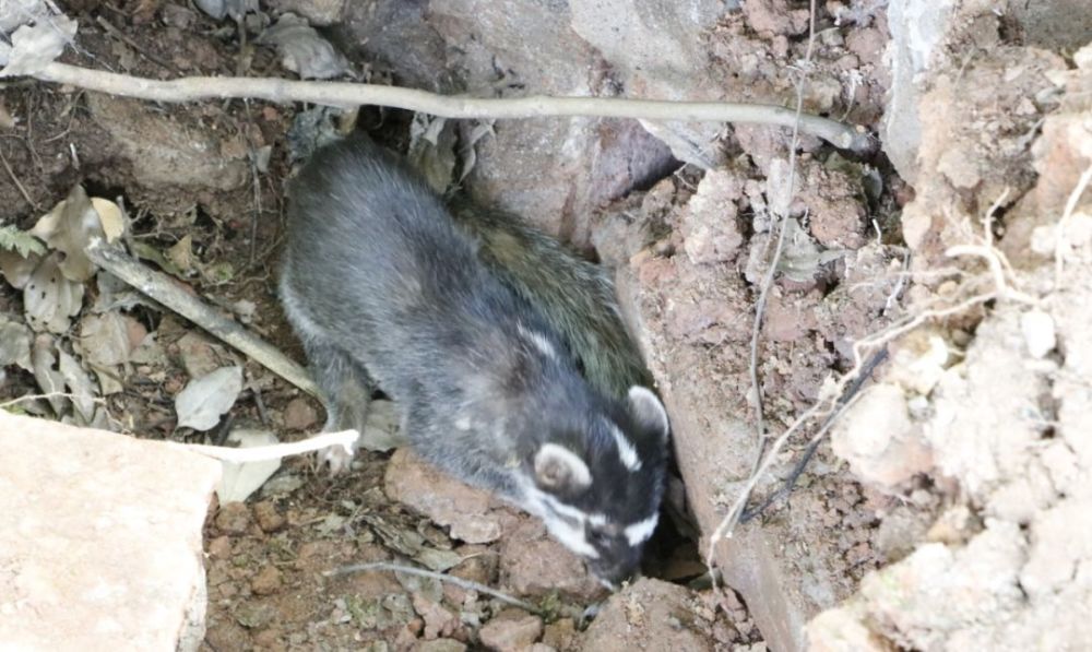 稀奇!江安南屏山公墓发现野生猪獾,这么可爱的动物你见过吗?