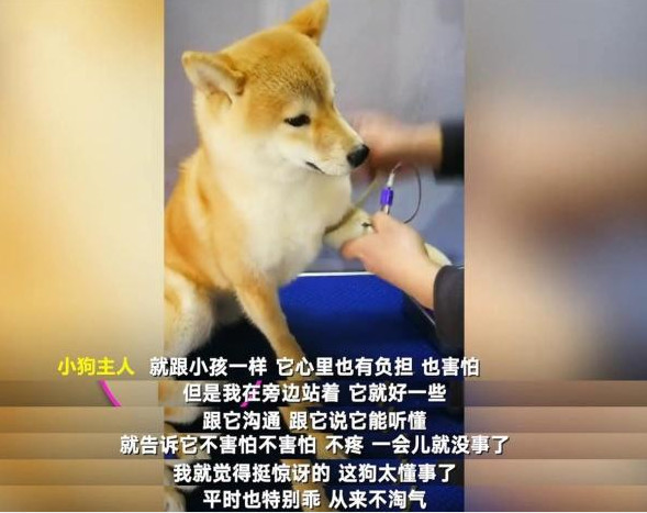 小柴犬去医院抽血,强装镇定,被它的后腿给出卖了,太可爱了