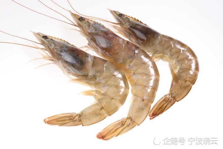 宁波,明虾