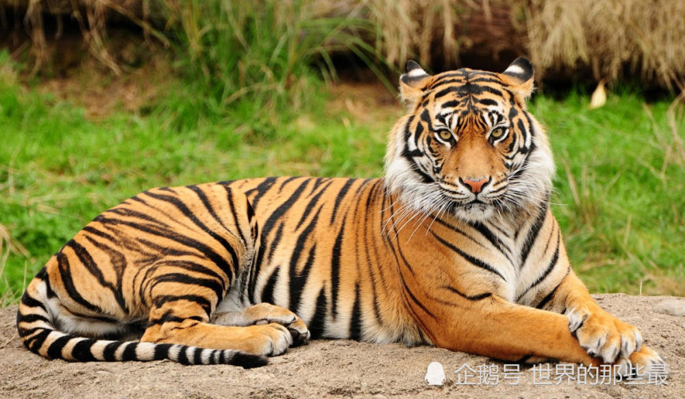 孟加拉虎,猛兽,东北虎,老虎,野生动物