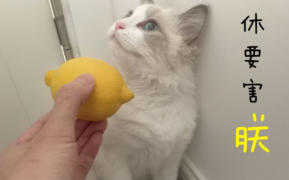 最近火了"猫咪吃柠檬"表情包,猫辣么乖,为什么要毒害朕!