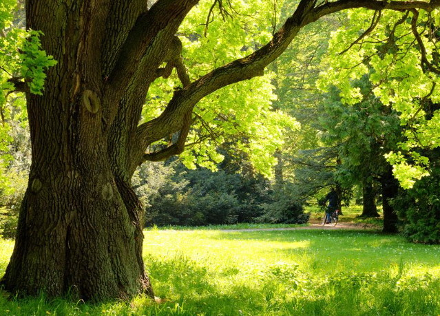 蓬树草什么成语_成语故事简笔画(3)