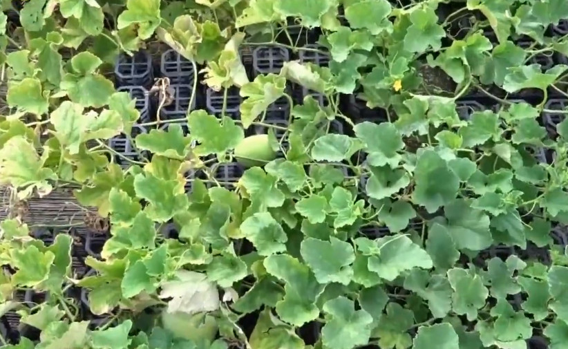 草本植物,药材,果实,马宝,小野