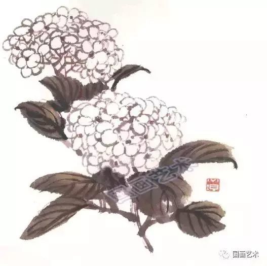 国画基础讲堂,国画绣球花的画法,绣球花的写意画法步骤解析