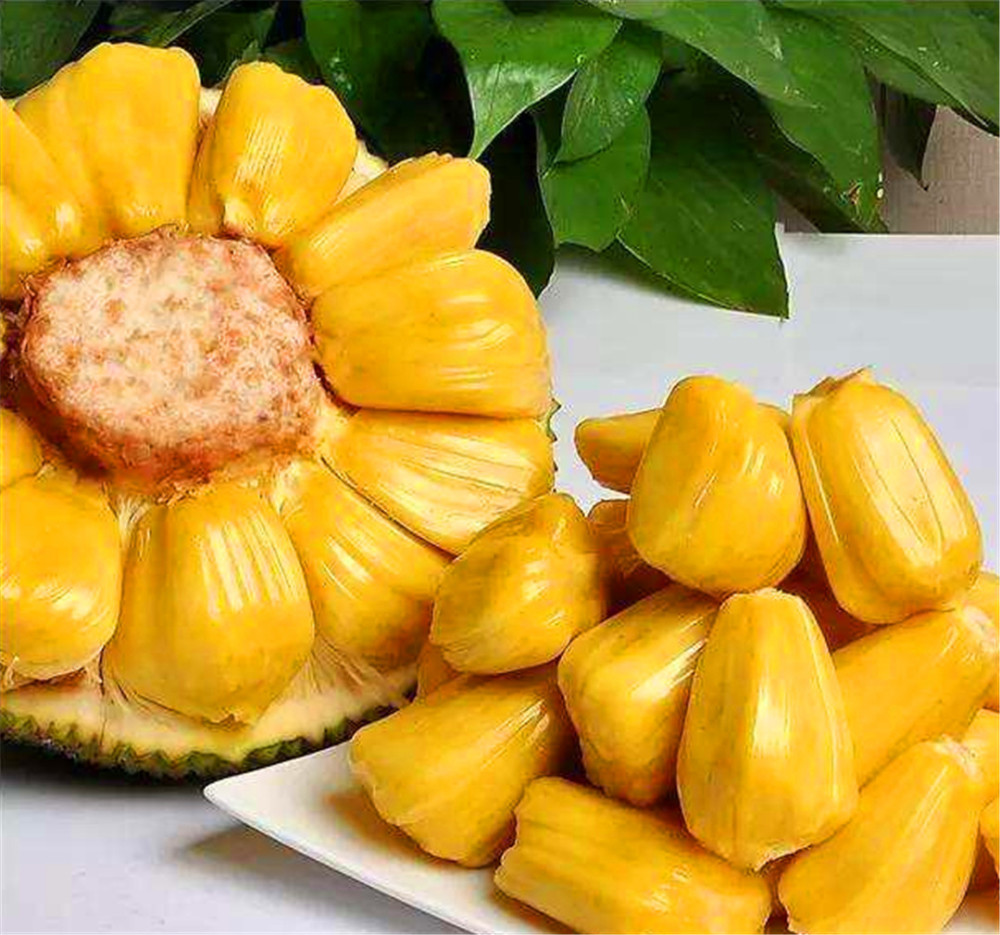 菠萝蜜是什么 腾讯网
