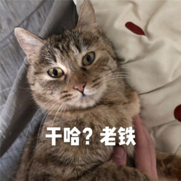 猫咪表情包:对方不想说话,并且把牙崩了