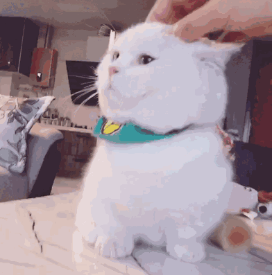 搞笑可爱的表情包,挠挠你脑袋